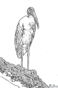 stork Coloring Pages To Print